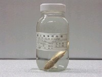 藏品(斑新鳚)的圖片